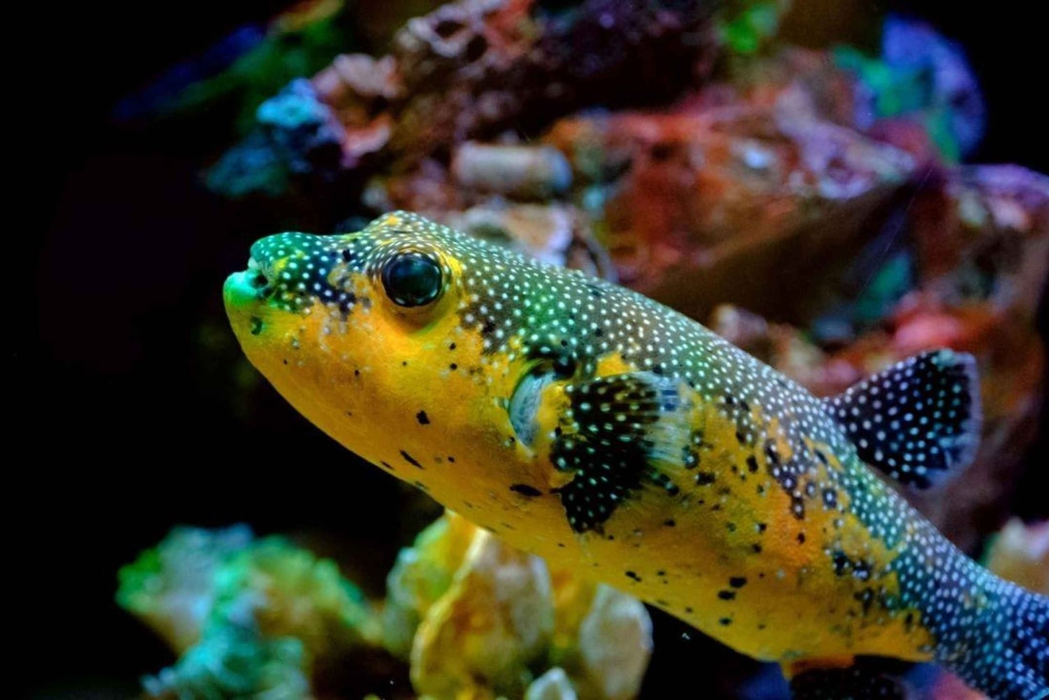 Sumérgete en el Paraíso: Delfín de Manzanillo, Snorkel y Comida