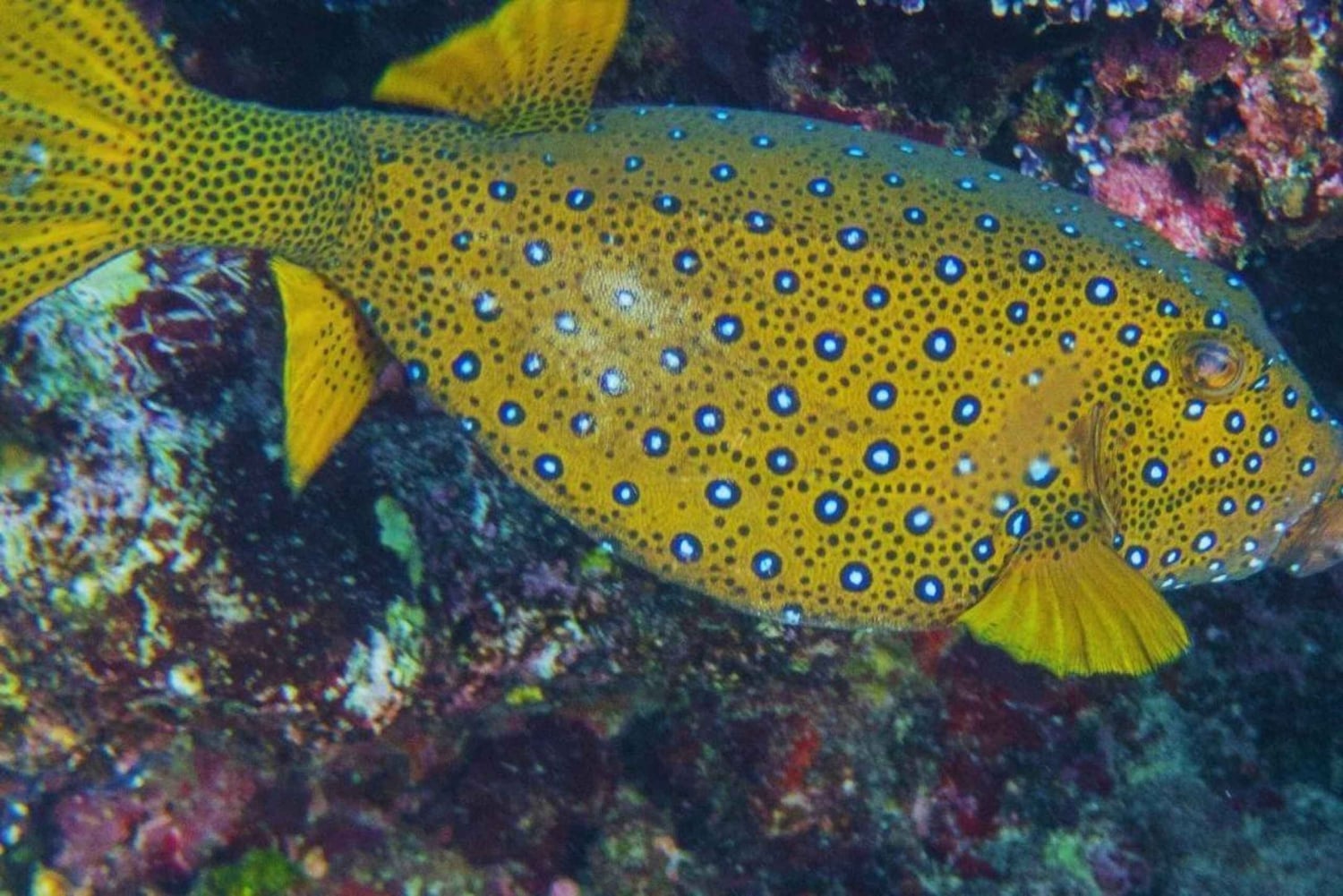 Sumérgete en el Paraíso: Delfín de Manzanillo, Snorkel y Comida