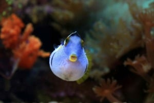 Mergulha no ParaÃso: Golfinho de Manzanillo, Snorkel e Almoço