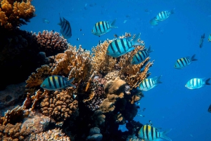 Mergulha no ParaÃso: Golfinho de Manzanillo, Snorkel e Almoço