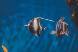 Mergulha no ParaÃso: Golfinho de Manzanillo, Snorkel e Almoço