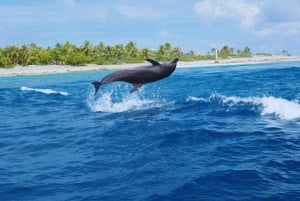Sumérgete en el Paraíso: Delfín de Manzanillo, Snorkel y Comida