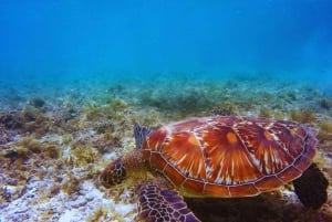 Sumérgete en el Paraíso: Delfín de Manzanillo, Snorkel y Comida