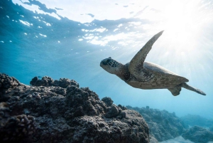 Sumérgete en el Paraíso: Delfín de Manzanillo, Snorkel y Comida