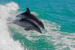Sumérgete en el Paraíso: Delfín de Manzanillo, Snorkel y Comida