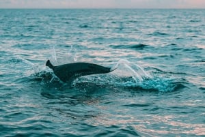 Sumérgete en el Paraíso: Delfín de Manzanillo, Snorkel y Comida