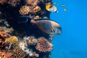 Sumérgete en el Paraíso: Delfín de Manzanillo, Snorkel y Comida