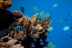 Sumérgete en el Paraíso: Delfín de Manzanillo, Snorkel y Comida