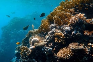Sumérgete en el Paraíso: Delfín de Manzanillo, Snorkel y Comida