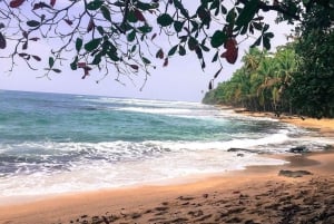 Sumérgete en el Paraíso: Delfín de Manzanillo, Snorkel y Comida