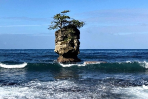 Sumérgete en el Paraíso: Delfín de Manzanillo, Snorkel y Comida