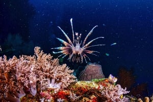 Sumérgete en el Paraíso: Delfín de Manzanillo, Snorkel y Comida