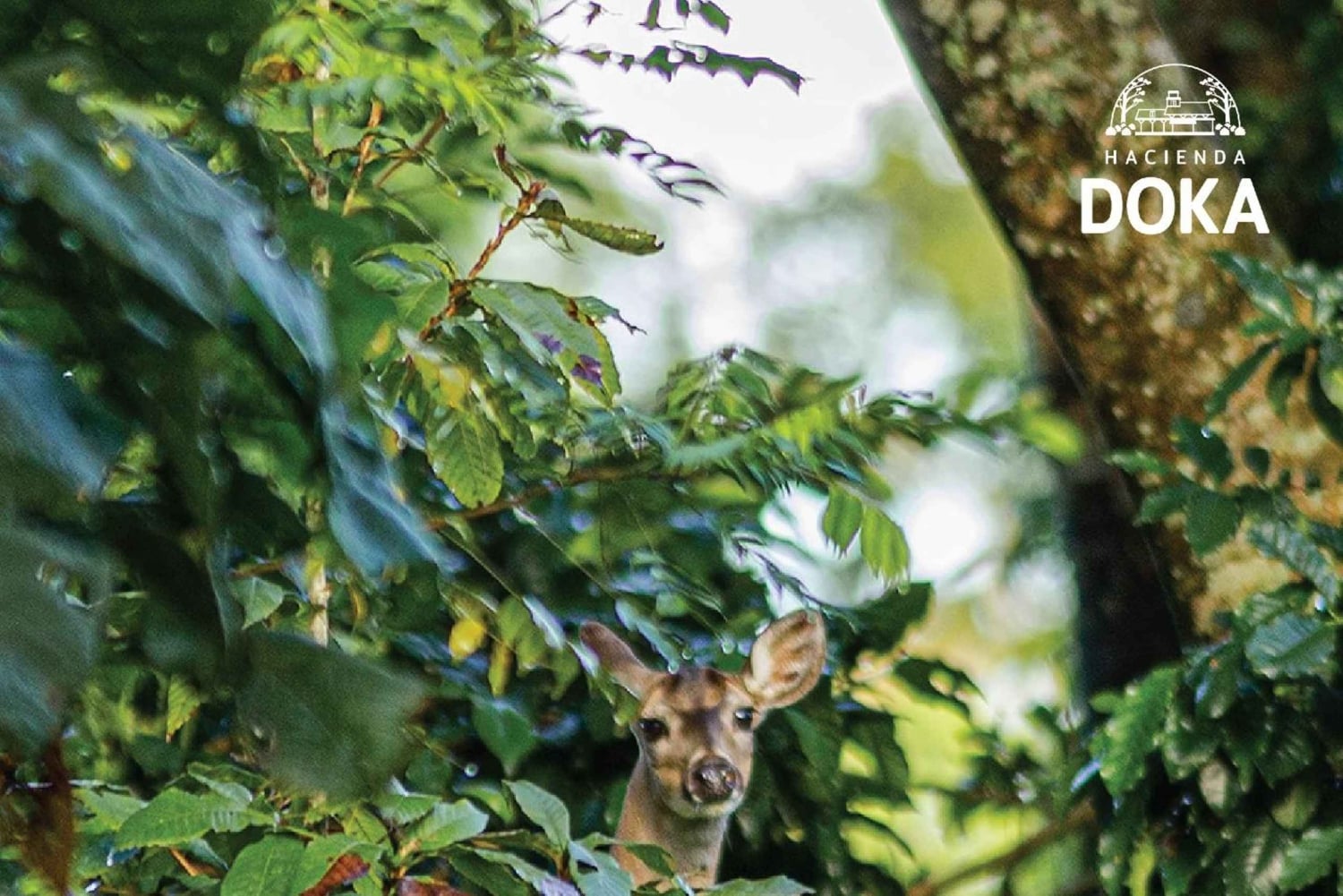 Sentier de randonnée de Doka