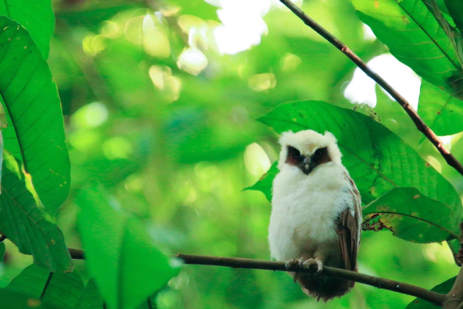 Drake Bay - Fuglekikketur