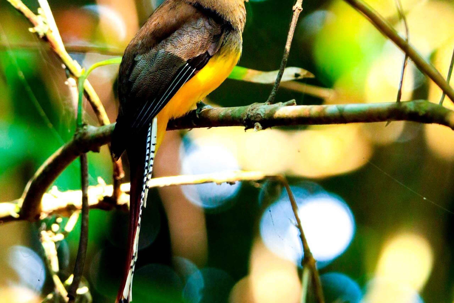 Drake Bay - Fuglekikketur