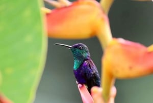 Drake Bay - Bird Watching Tour