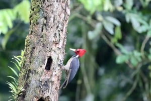 Drake Bay - Bird Watching Tour