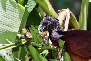 Drake Bay - Bird Watching Tour