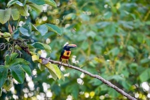 Drake Bay - Bird Watching Tour