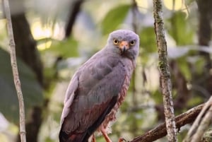 Drake Bay - Bird Watching Tour