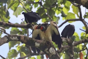 Drake Bay - Bird Watching Tour