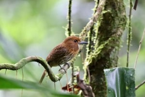 Drake Bay - Bird Watching Tour