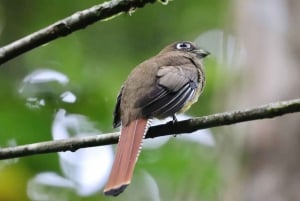 Drake Bay - Bird Watching Tour