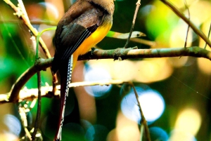 Drake Bay - Fuglekikketur