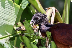 Drake Bay - Fuglekikketur