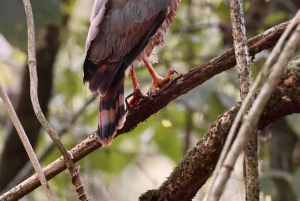 Drake Bay - Fuglekikketur