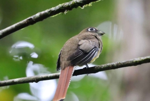 Drake Bay - Fuglekikketur