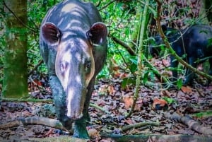 Drake Bay: Corcovado National Park Sirena Station and Lunch