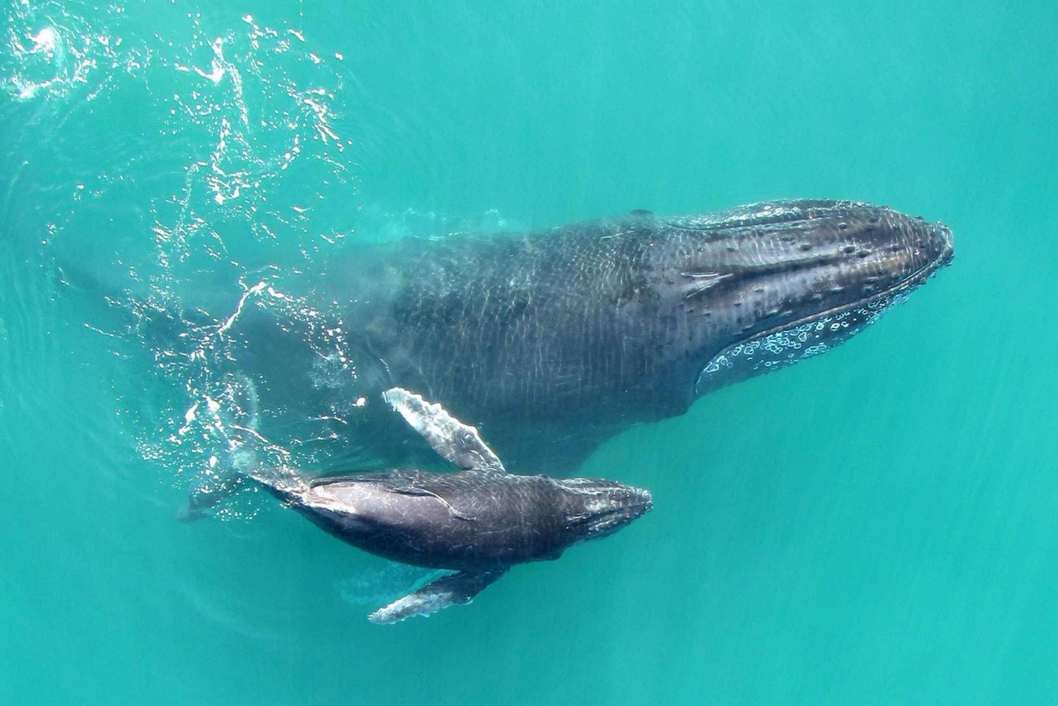 Baie de Drake : Observation des dauphins et des baleines