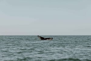 Drake Bay: Delfiini- ja valasbongausretki