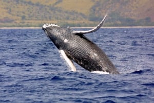 Drake Bay: Delfin- och valskådningstur