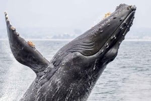 Baía de Drake: Excursão de observação de golfinhos e baleias