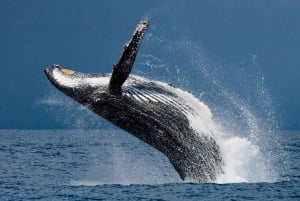 Drake Bay: Delfin- och valskådningstur