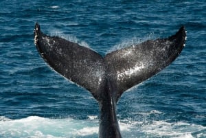 Baía de Drake: Excursão de observação de golfinhos e baleias