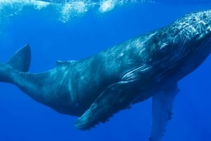 Zatoka Drake'a: Obserwacja delfinów i wielorybów