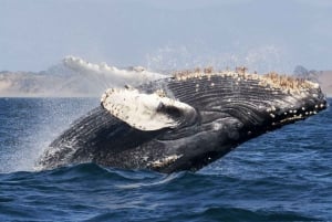 Baía de Drake: Excursão de observação de golfinhos e baleias