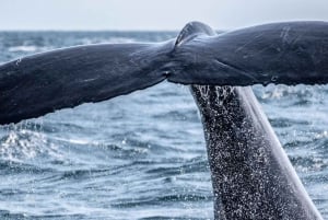 Baía de Drake: Excursão de observação de golfinhos e baleias