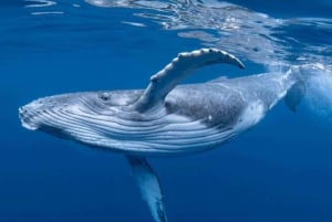 Drake Bay: Delfin- och valskådningstur