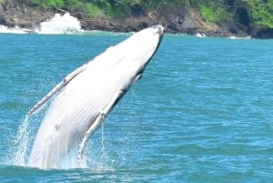 Drake Bay: Delfin- och valskådningstur
