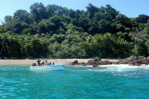 Drake Bay: Delfin- och valskådningstur