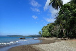 Drake Bay: Utforsk Drake Bay som en lokal strandvandring med guide