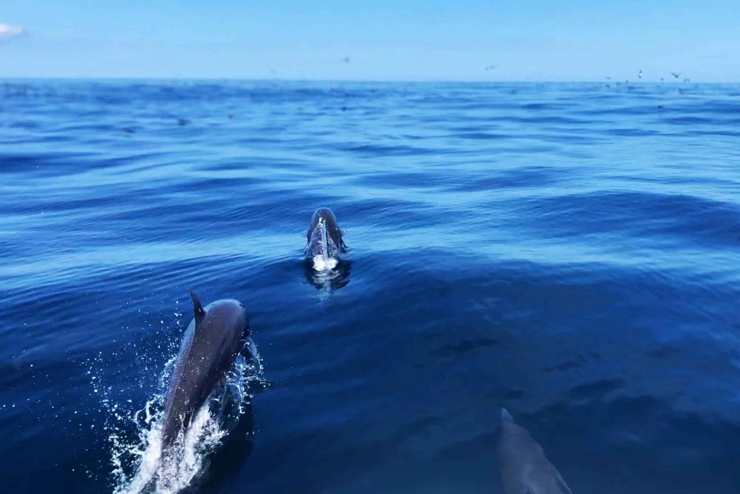 Drake Bay - valaiden ja delfiinien katselukierros