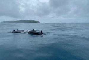 Drake Bay - valaiden ja delfiinien katselukierros