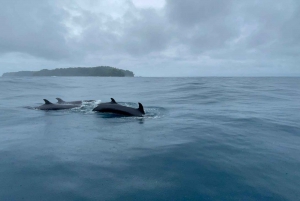 Bahía Drake - Excursión de avistamiento de ballenas y delfines