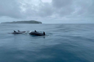 Drake Bay - tur med hval- og delfinobservasjon