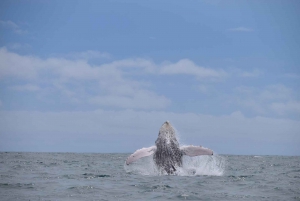 Drake Bay - tur med hval- og delfinobservation